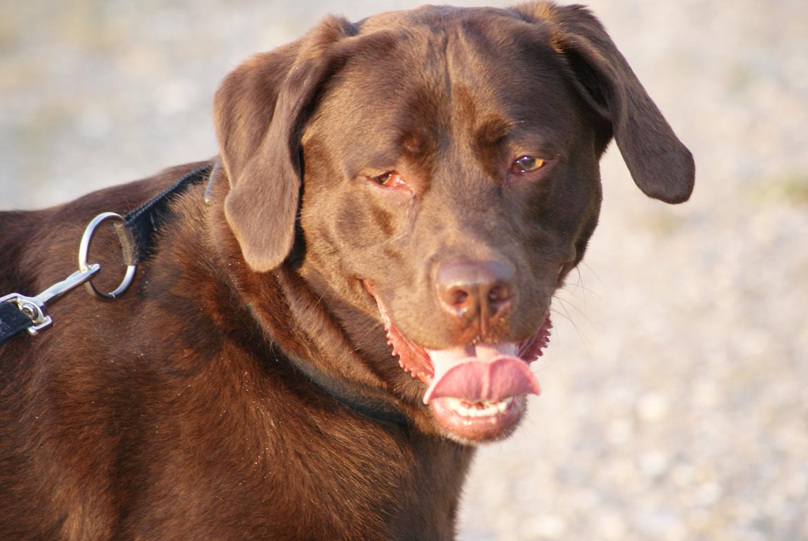 Labrador retriever Bobo (3/8/2009-27/5/2018) billede 8