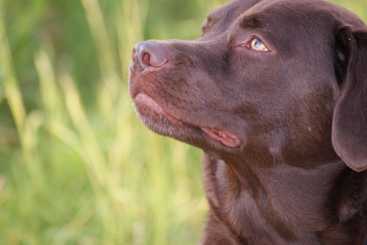 Labrador retriever Bobo (3/8/2009-27/5/2018) - Smukke hund <3 billede 1
