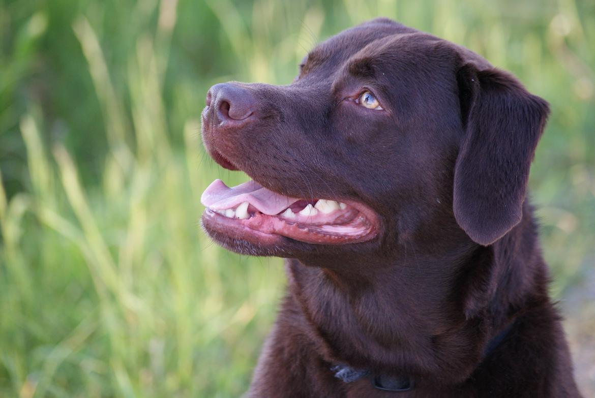 Labrador retriever Bobo (3/8/2009-27/5/2018) billede 4