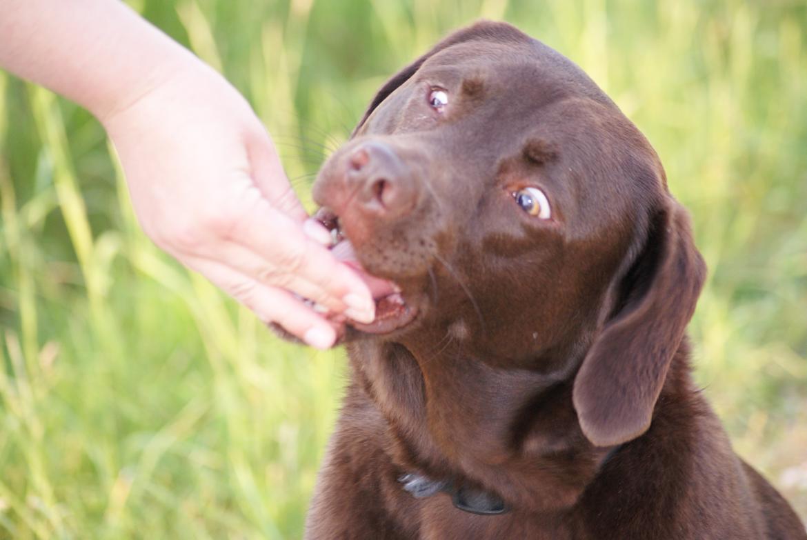 Labrador retriever Bobo (3/8/2009-27/5/2018) - "Guf, guf.. Giv mig mere guf!" billede 10