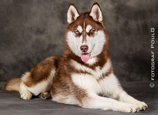 Siberian husky Ziska billede 1