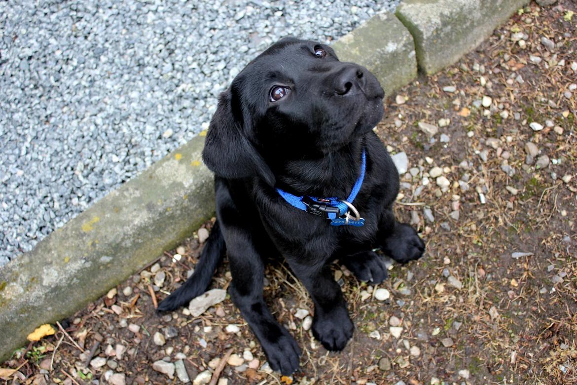 Labrador retriever Blue billede 20