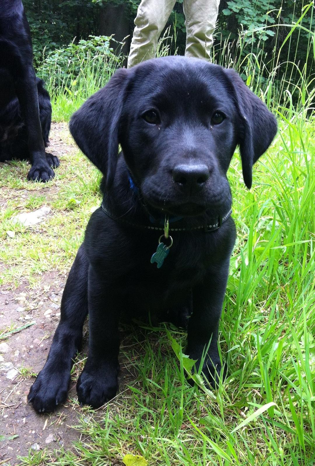 Labrador retriever Blue billede 16