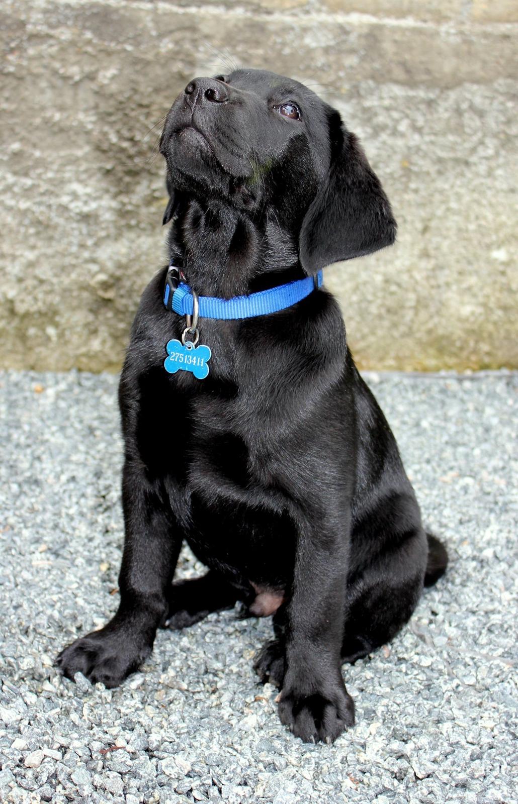 Labrador retriever Blue billede 9