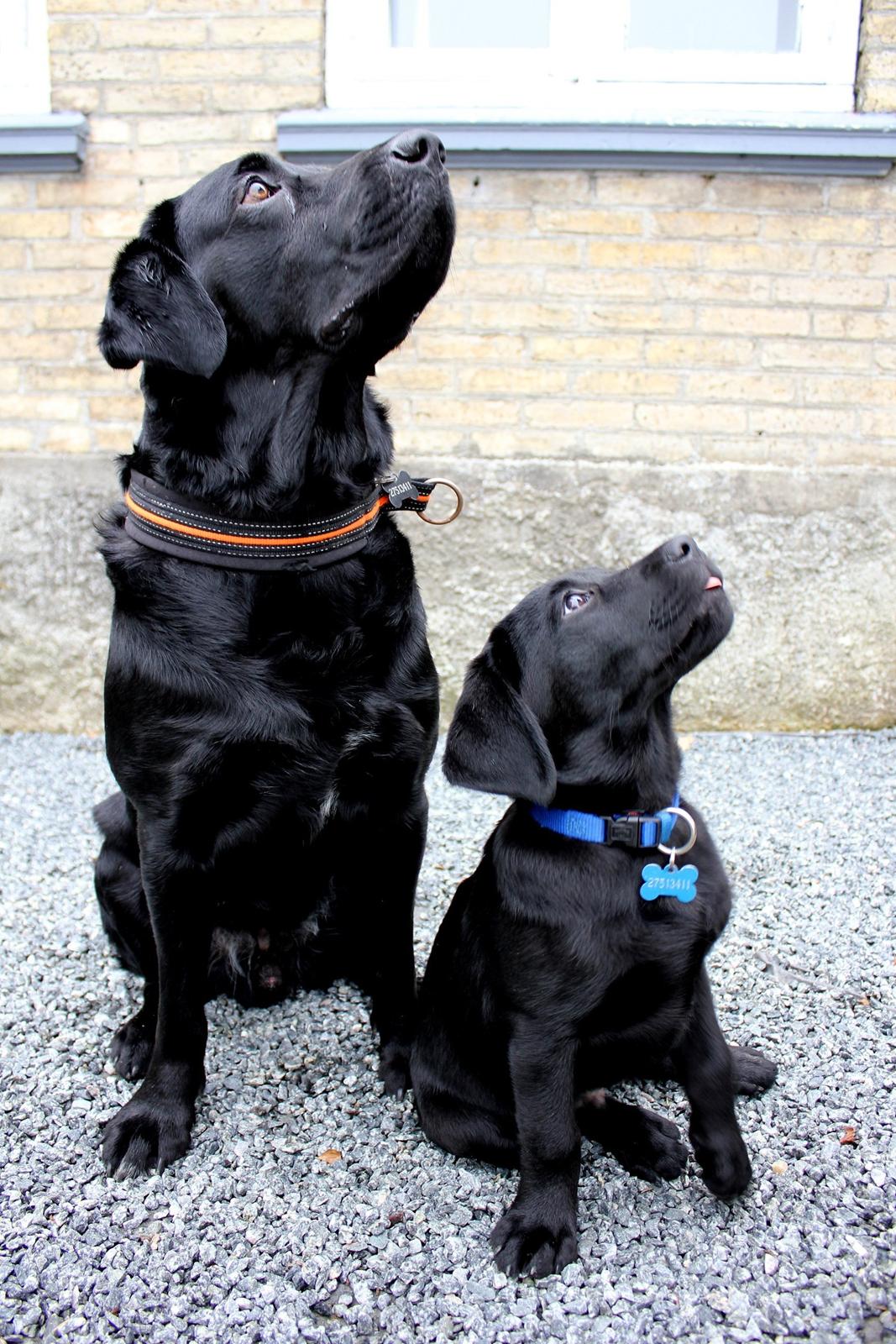 Labrador retriever Blue billede 12