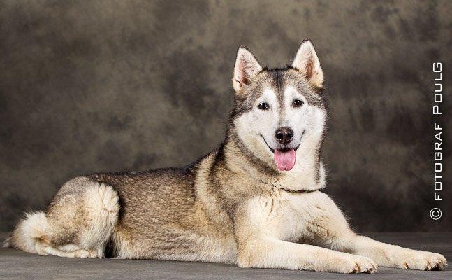 Siberian husky Ziggi billede 1