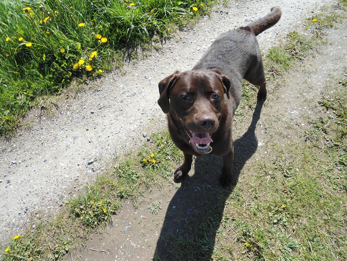 Labrador retriever Bobo (3/8/2009-27/5/2018) billede 11