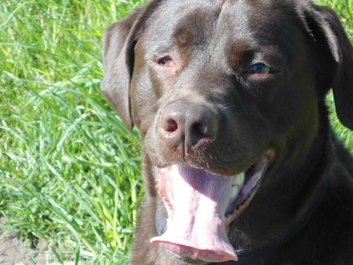 Labrador retriever Bobo (3/8/2009-27/5/2018) billede 15