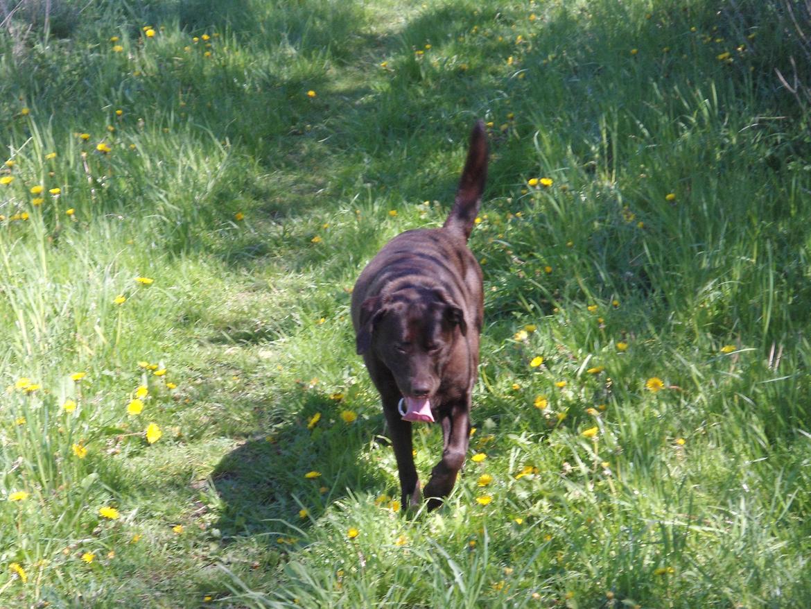 Labrador retriever Bobo (3/8/2009-27/5/2018) - Det er håååårdt *GG* billede 17