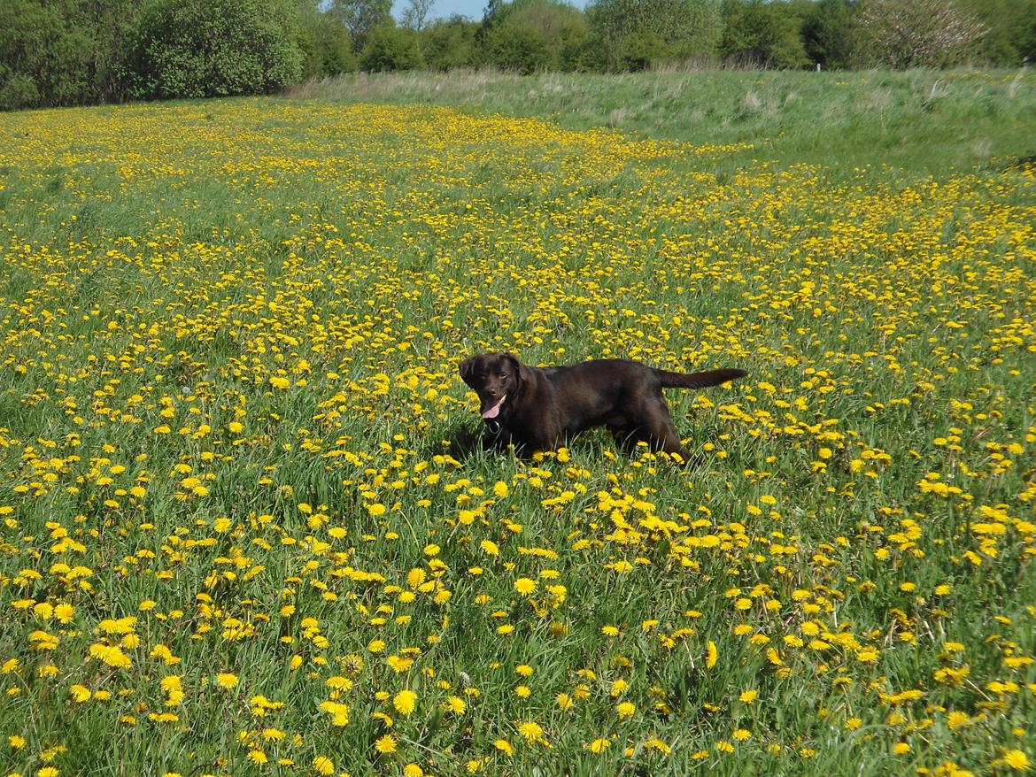 Labrador retriever Bobo (3/8/2009-27/5/2018) billede 18