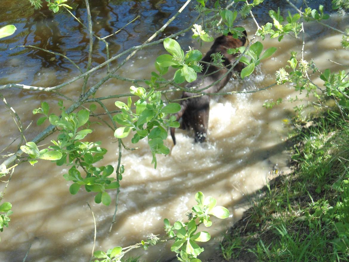 Labrador retriever Bobo (3/8/2009-27/5/2018) - Vandplaskeri - det er bare det bedste :) billede 19