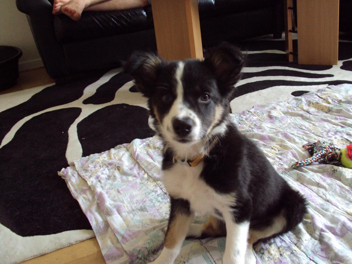 Border collie Krauholt Tzatziki (Nessie) - Halløj der. Jeg hedder Nessie og velkommen til :) billede 1