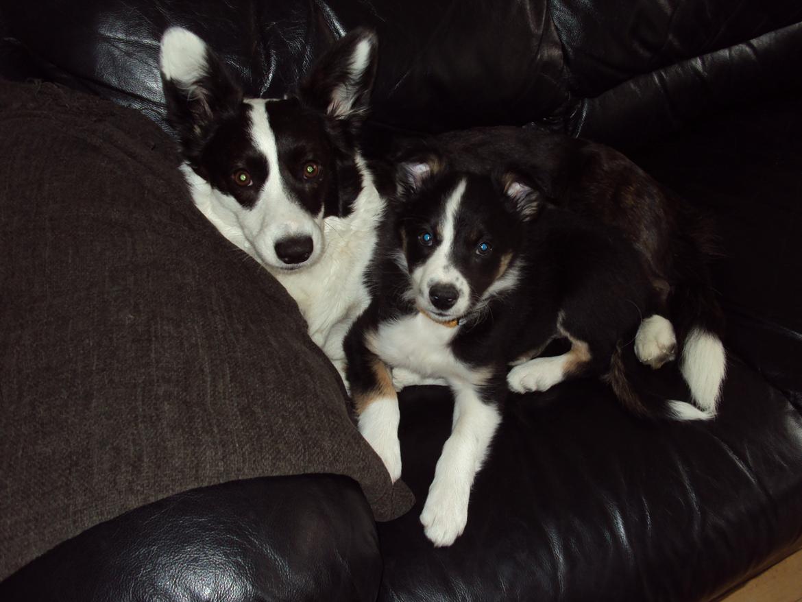Border collie Krauholt Tzatziki (Nessie) - Se hvor søde vi er moar!! billede 3