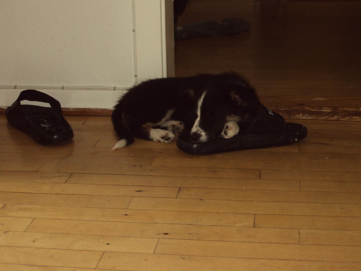 Border collie Krauholt Tzatziki (Nessie) - Zzzzz.....nom nom en dejlig tøffel....zzzzzZ billede 4