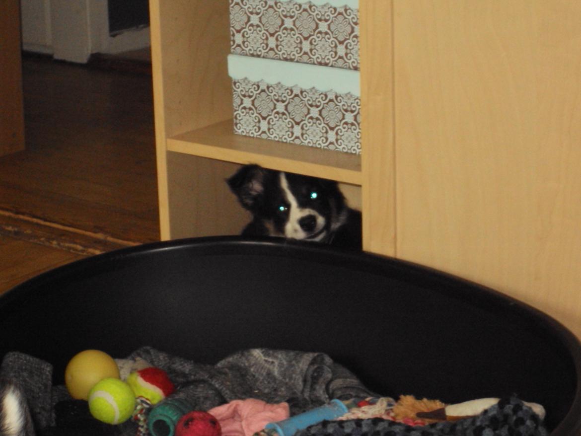 Border collie Krauholt Tzatziki (Nessie) - Argggg!!! Du fandt mig!! billede 5