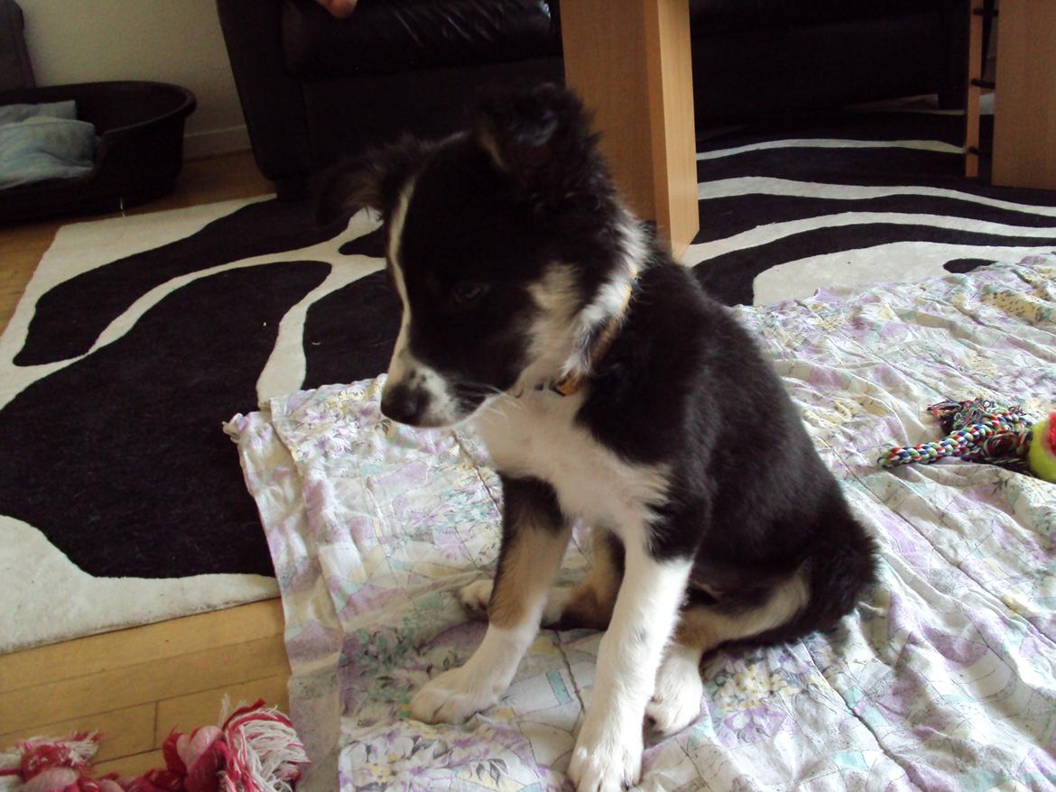 Border collie Krauholt Tzatziki (Nessie) billede 6