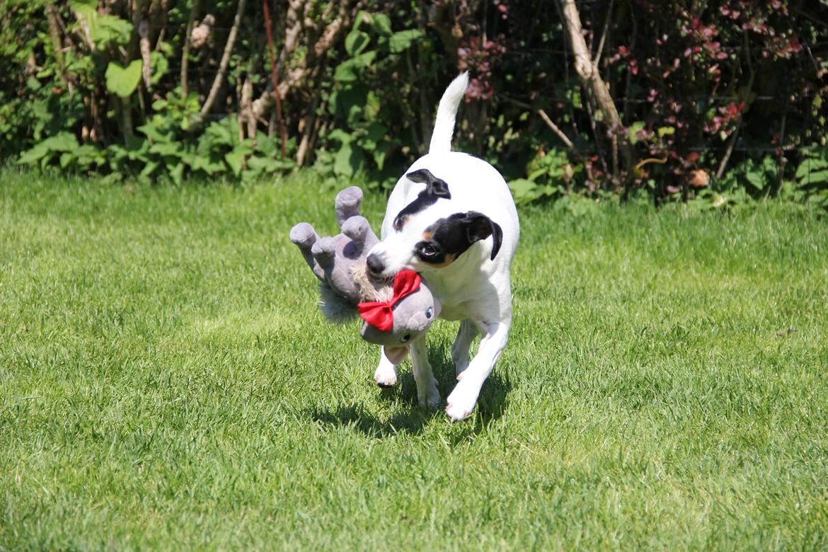 Dansk svensk gaardhund Frida billede 18
