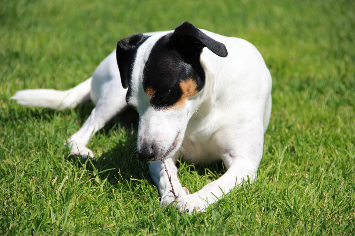 Dansk svensk gaardhund Frida billede 19