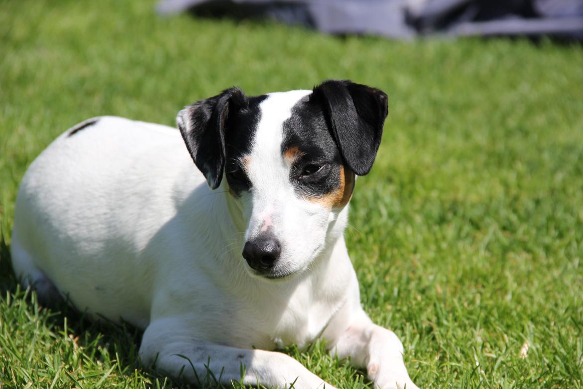 Dansk svensk gaardhund Frida billede 11