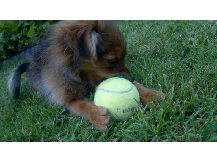 {{currentPhoto.altText}} billede {{currentPhoto.number}}