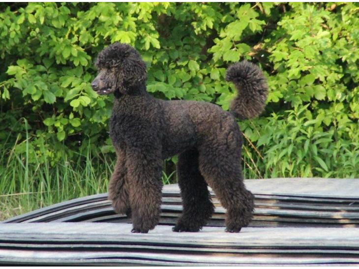 {{currentPhoto.altText}} billede {{currentPhoto.number}}