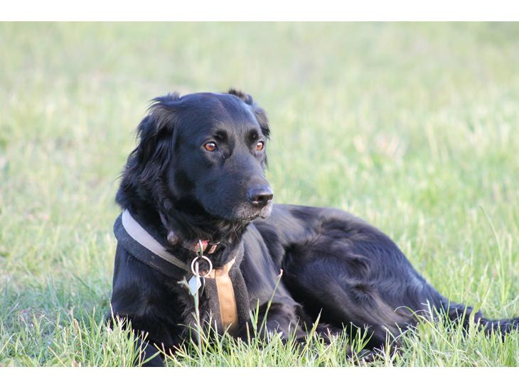 Blanding af racer Trunte billede 1