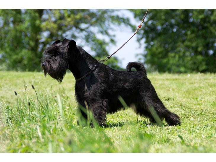 Dvaergschnauzer Sváva's Hazel - Tzefira - Tzefira 1 år. billede 1