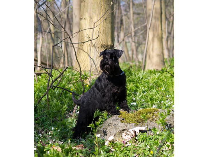 Dvaergschnauzer Sváva's Ayla - Thea - SEVCH Rally-B Sváva's Ayla (Miss Thea) blev svensk Vildtspors Champion i foråret 2012 - 8 år gammel billede 1