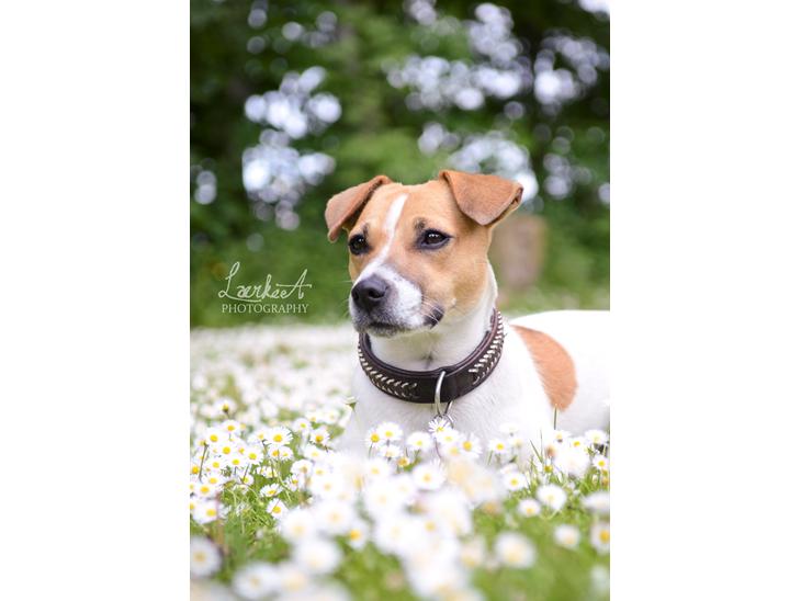 Blanding af racer Bianca - Bianca d. 06.06.12 billede 1