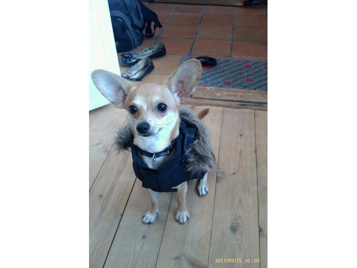 Blanding af racer Gizmo - Så det på med regnjakken, bandit!  billede 1