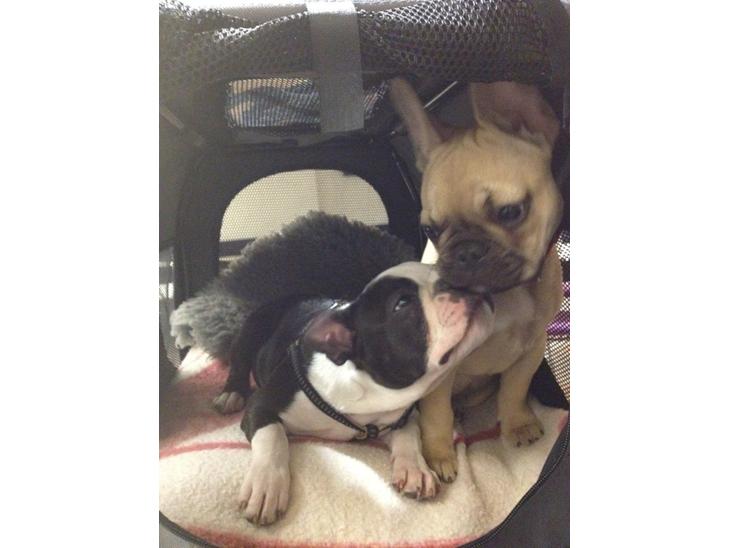 {{currentPhoto.altText}} billede {{currentPhoto.number}}