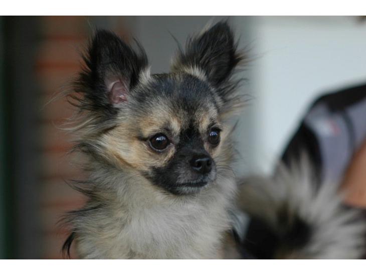 Chihuahua Kong Loui Den Store billede 1