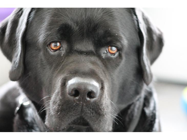 Labrador retriever Albert<3 - Min lækre basse byder jer velkommen! :-)
Lig gerne en kommentar og en bedømmelse<3 billede 1