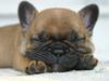 Fransk bulldog Sofus