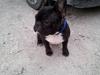 Fransk bulldog Charlie [ Himmelhund]