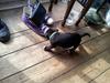 Staffordshire bull terrier Vidar