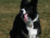 Border collie Solfari´s Holly <3