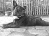 Fransk bulldog Bella [Tidl. hund]