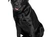 Labrador retriever Tess