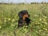 Gravhund Blackie
