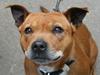 Staffordshire bull terrier (engelsk)Ginger <3 <3 <3 R.I.P <3 <3 <3