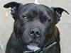 Staffordshire bull terrier Gismo