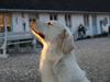 Golden retriever Simone