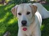 Labrador retriever Tinka