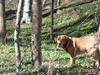 Labrador retriever Timon