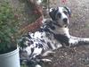 Grand danois Fiffi ~Hvil i fred~ [ Himmelhund]