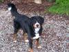 Berner sennenhund Kida