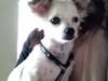 Chihuahua Mojo