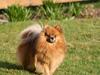 Pomeranian Chicco