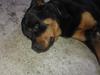 Rottweiler Vom Hause Luna's Nelson